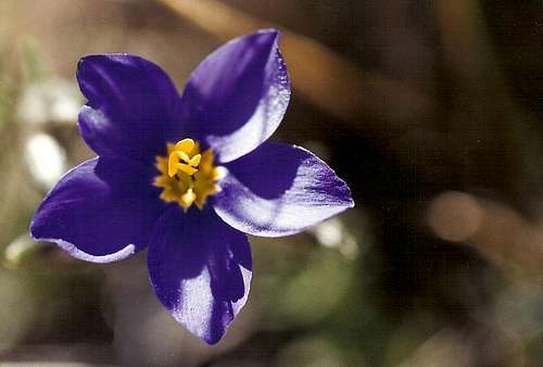 Blue Gilia