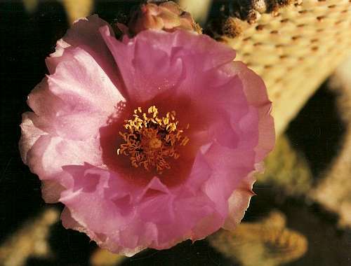 Beavertail Cactus Bloom