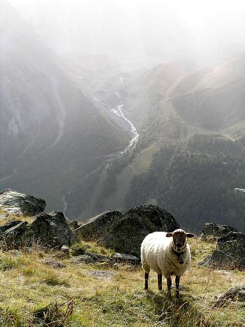 Sheep over Arolla