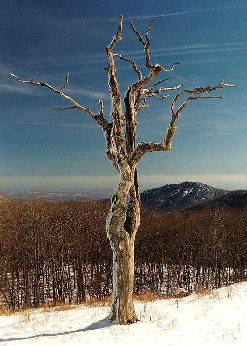 Dead Tree and Old Rag