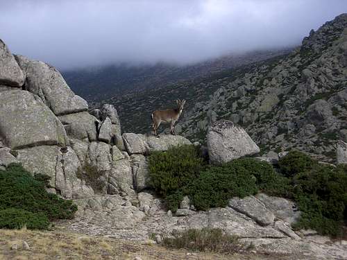 Mountain Goat in range La Pedriza