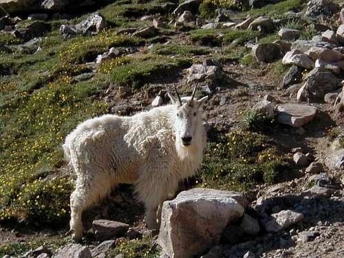A very tame mountain goat...
