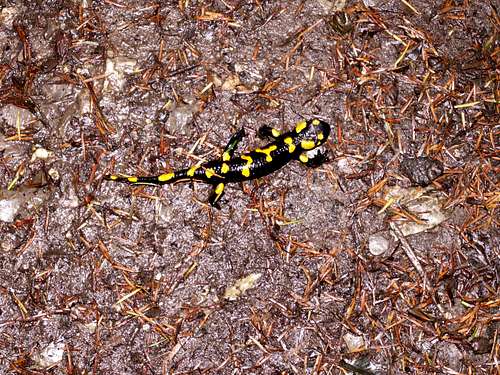 A salamander...