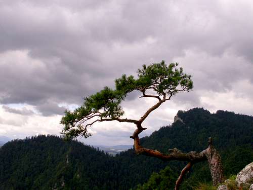 Famous pine...