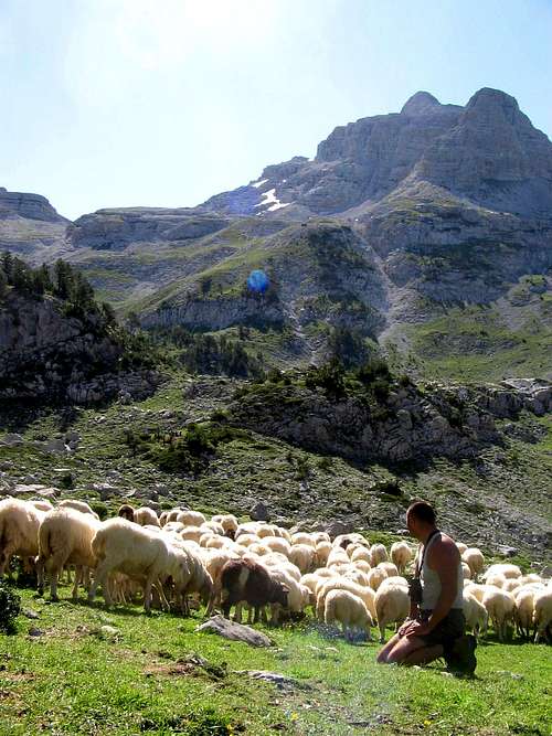 Albanian Mountain sheep. In the background - Prokletije, peak Maja Popljuces