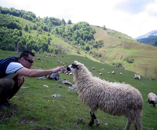 Sheep on Bjelasnica - Umoljani village