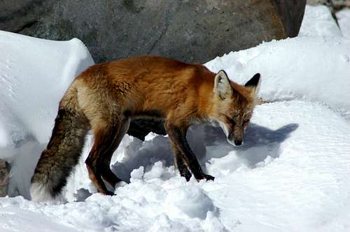 Fox on the summit
