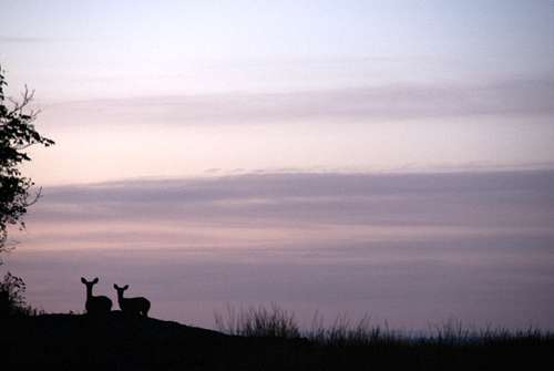 Deer at sunrise