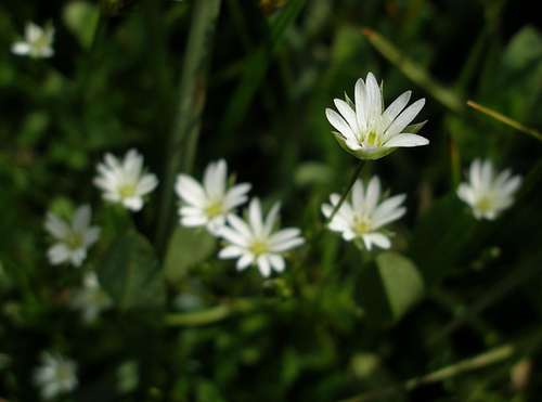 Field Chickweed