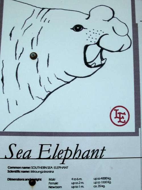 Peninsula Valdes - Sea Elephant 01