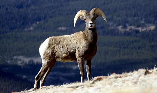 Wind River Bighorn Sheep