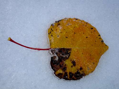 Aspen Leaf/Snow