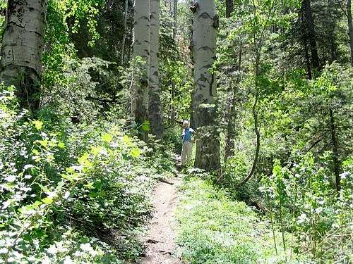 Bill Williams Mountain Trail #21