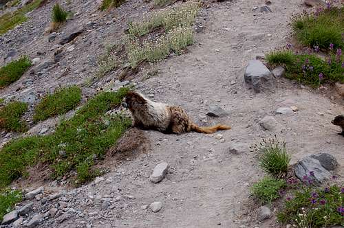 Marmot and Baby