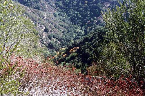 Looking Down into Little Santa Anita Canyon and the Mt. Wilson Trail