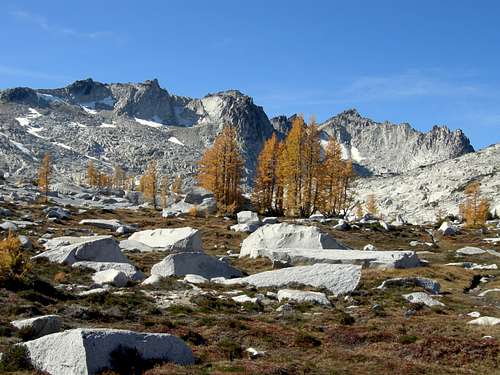 Larches in upper Enchantments
