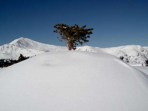 Zen Tree