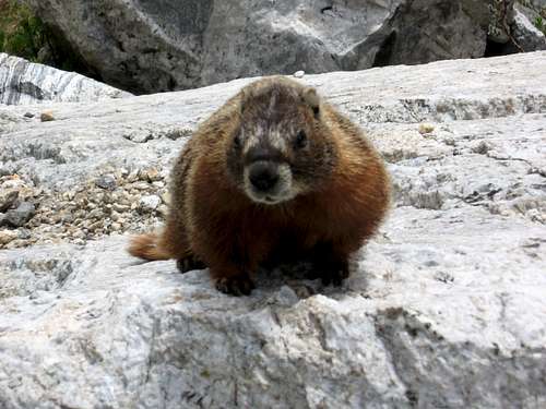 Marmot Action