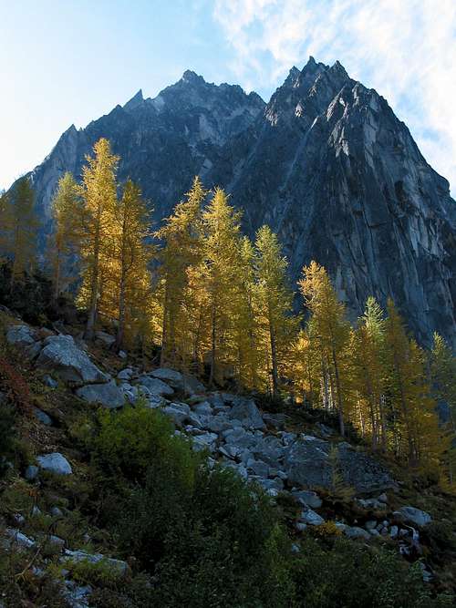Dragontail and Golden Larches