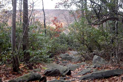 Mountain Laurel Covered Entrance to Wolf Rocks