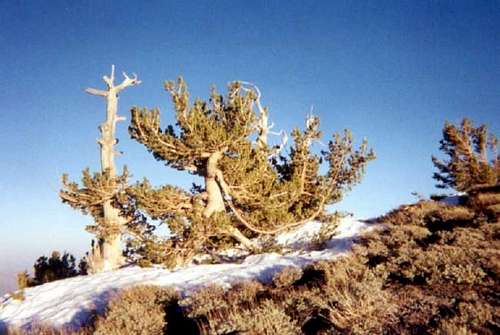 Ancient bristlecone pines...