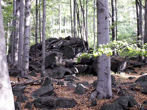 A rocky forest....