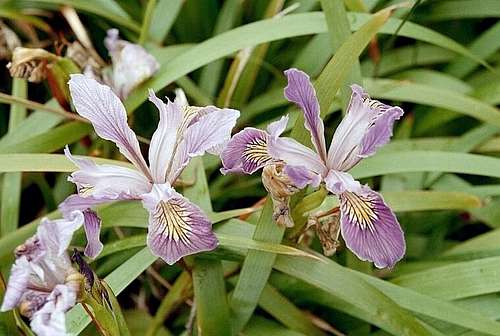 Douglas' Iris (Iris douglasii)