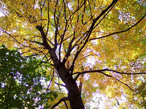 Tree in Fall