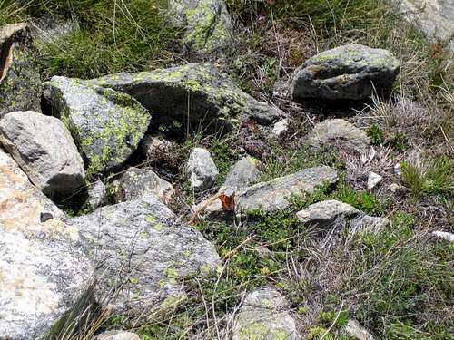Butterflies in the mountains