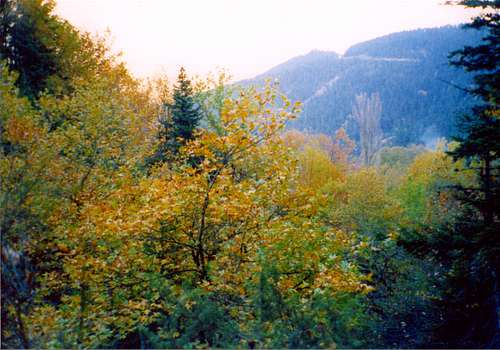 Plane forest above Athanasios Diakos