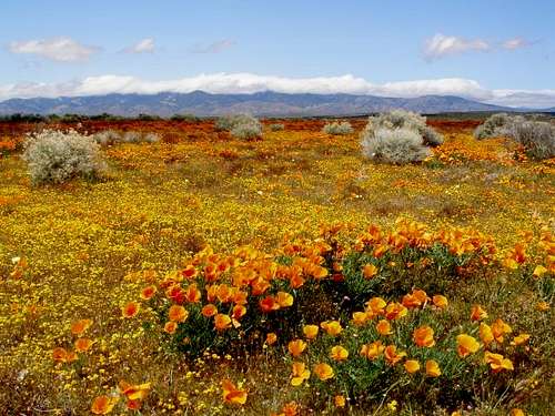 Endless Poppies