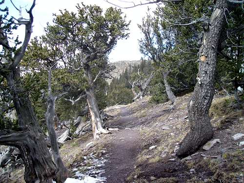The Bristlecone Trail