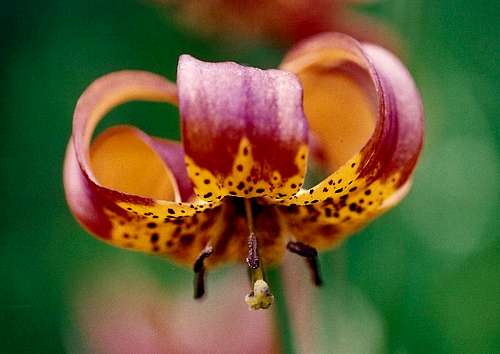 Leopard Lily
