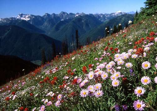 Wildflowers over Sunshine Valley