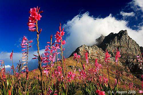 Summer Colours on Table Mountain
