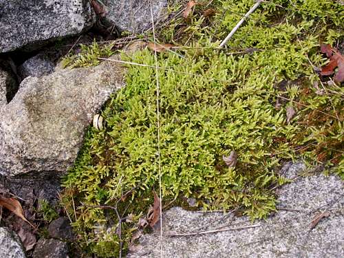 Mosses and...