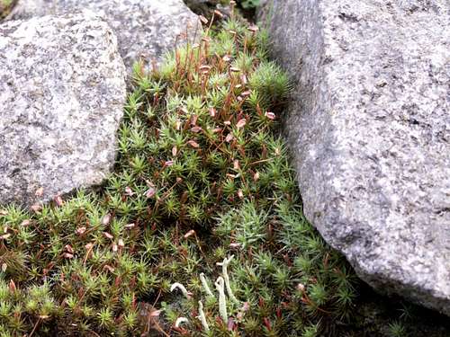A lichen...