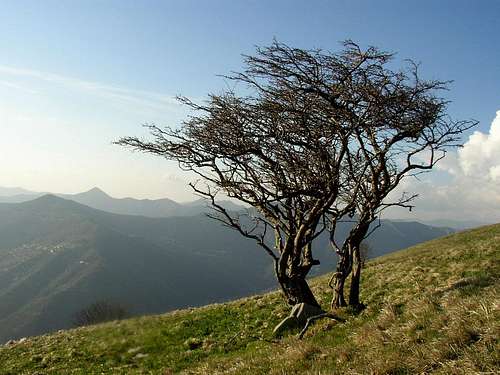 Alpesisa and a strange tree