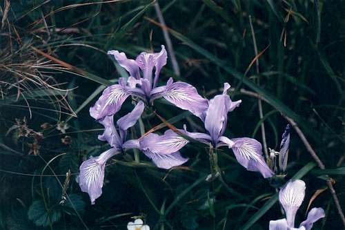 Oregon Iris (Iris tenax)