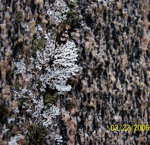 Quartz with White Lichens