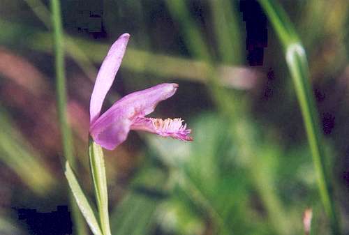 Rose pogonia (Pogonia ophioglossoides)