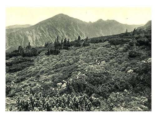 Old Flora of the Tatra Mts.