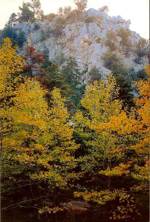 Autumn colours in the bank of Gkouras river