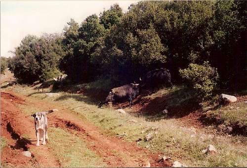 Bulls fighting with each other in Saloniki plateau