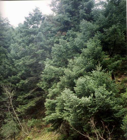 Dense fir forest near the point that the dirt road who connnects Avlon with Fuli,crosses Mavrorema bank.