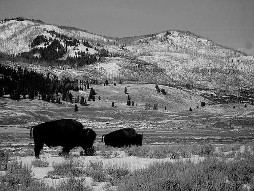 Bison in NE Yellowstone