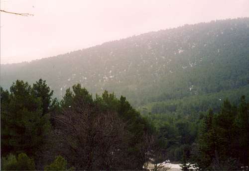 Thick pine forest in east parnitha near Tatoi