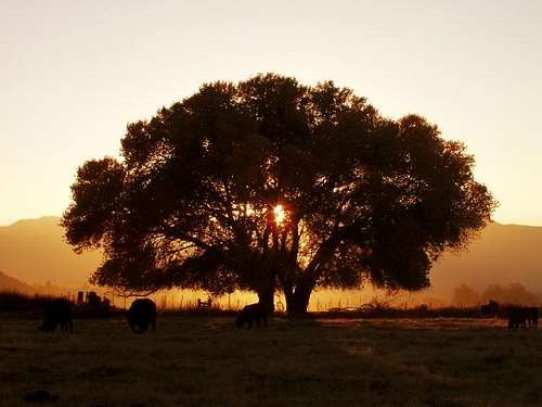 Oak at Sunset