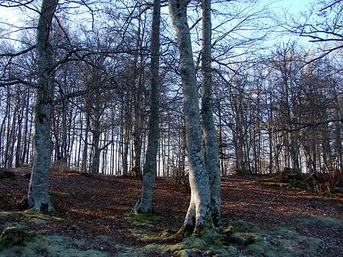 Forest of Erregerena
