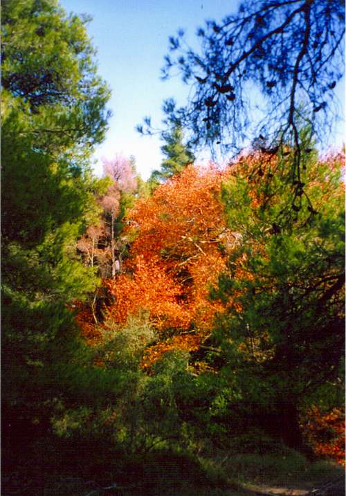 Autumn colours near Tatoi.26 November 2006